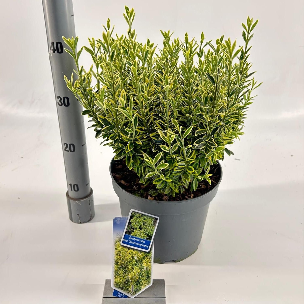 Euonymus jap. 'Micr. Aureomariegatus'.