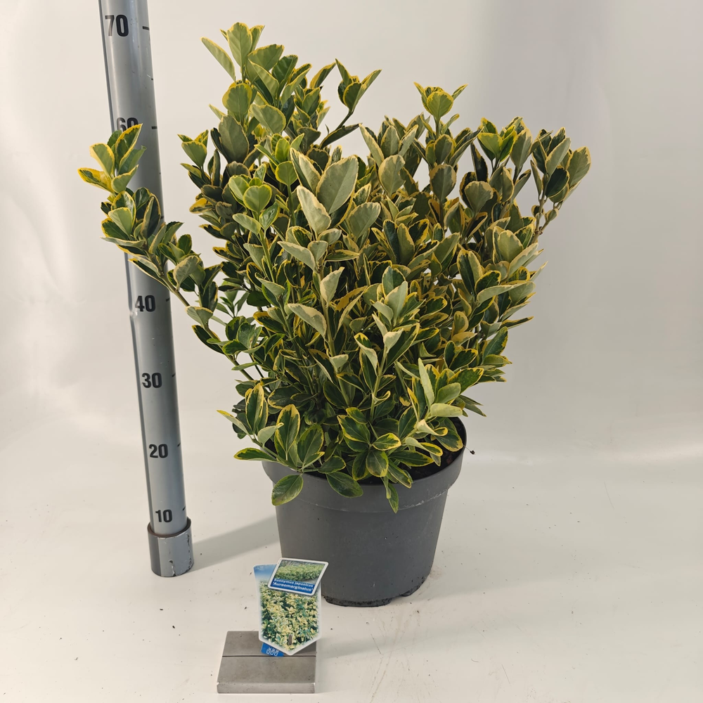 Euonymus jap. 'Aureomarginatus'.