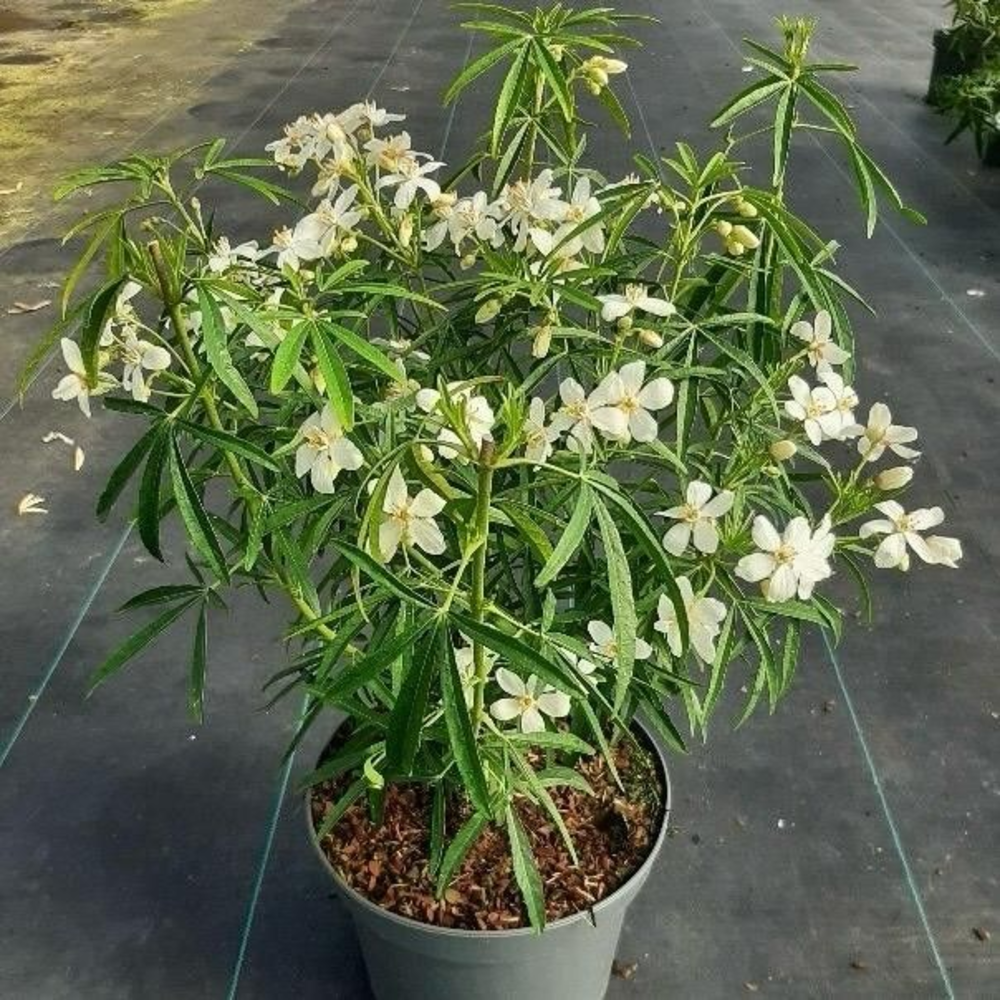 Choisya 'Aztec Pearl'.