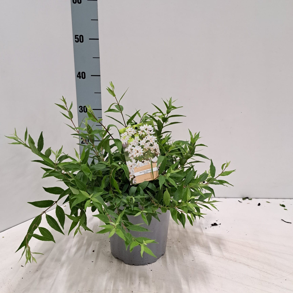 Deutzia gracilis 'Nikko'.