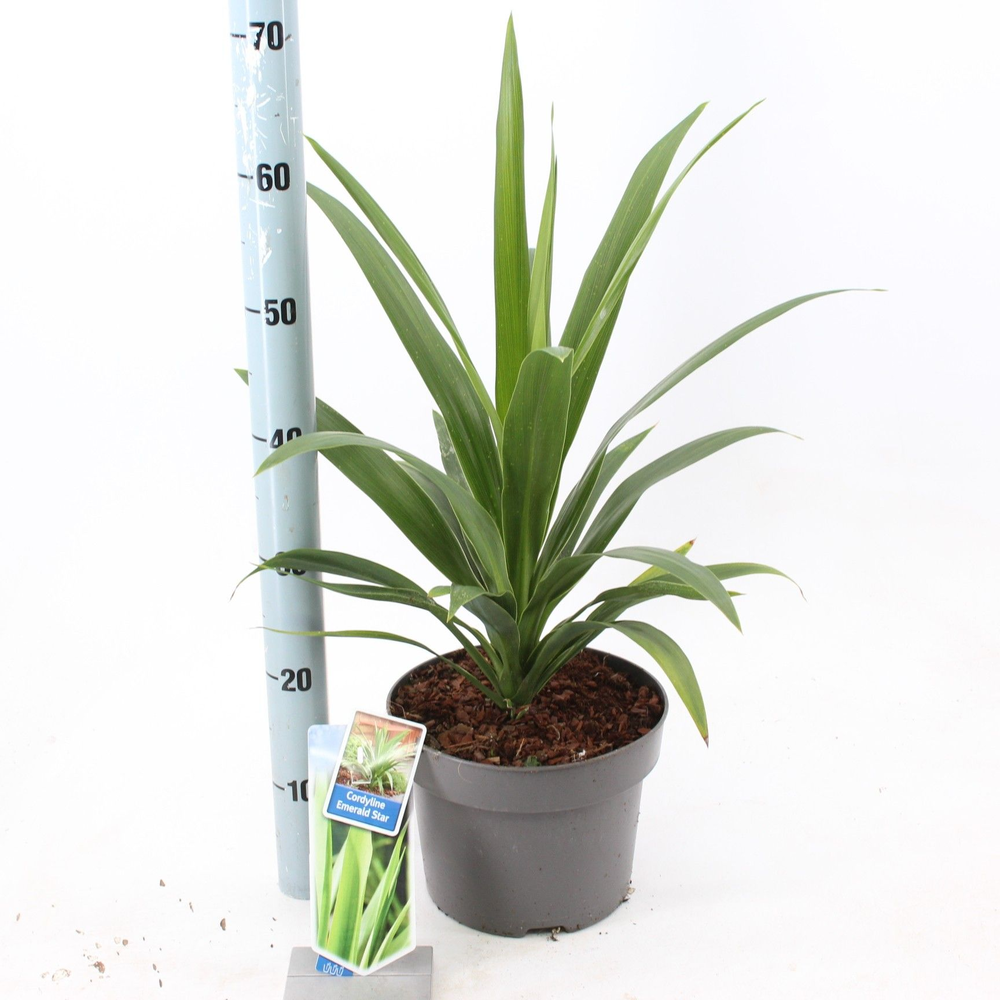 Cordyline Emerald Star ('Broadsword'PBR).