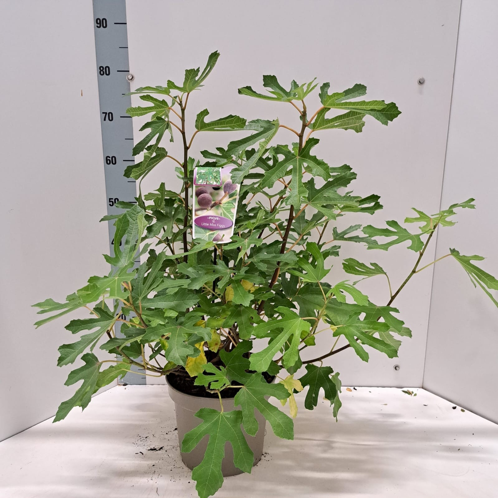 Ficus carica Little Miss Figgy ('LMF01'PBR).
