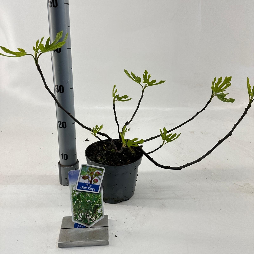 Ficus carica Little Miss Figgy ('LMF01'PBR).