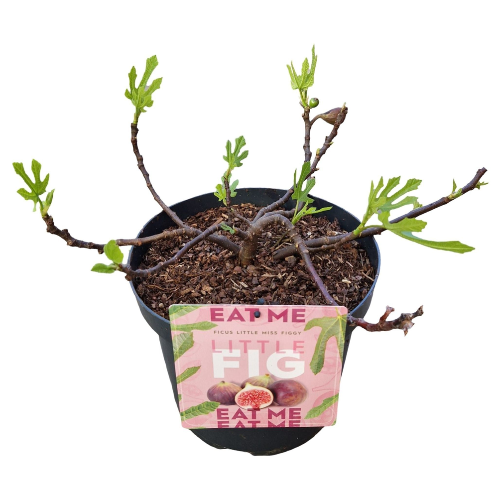 Ficus carica Little Miss Figgy ('LMF01'PBR).