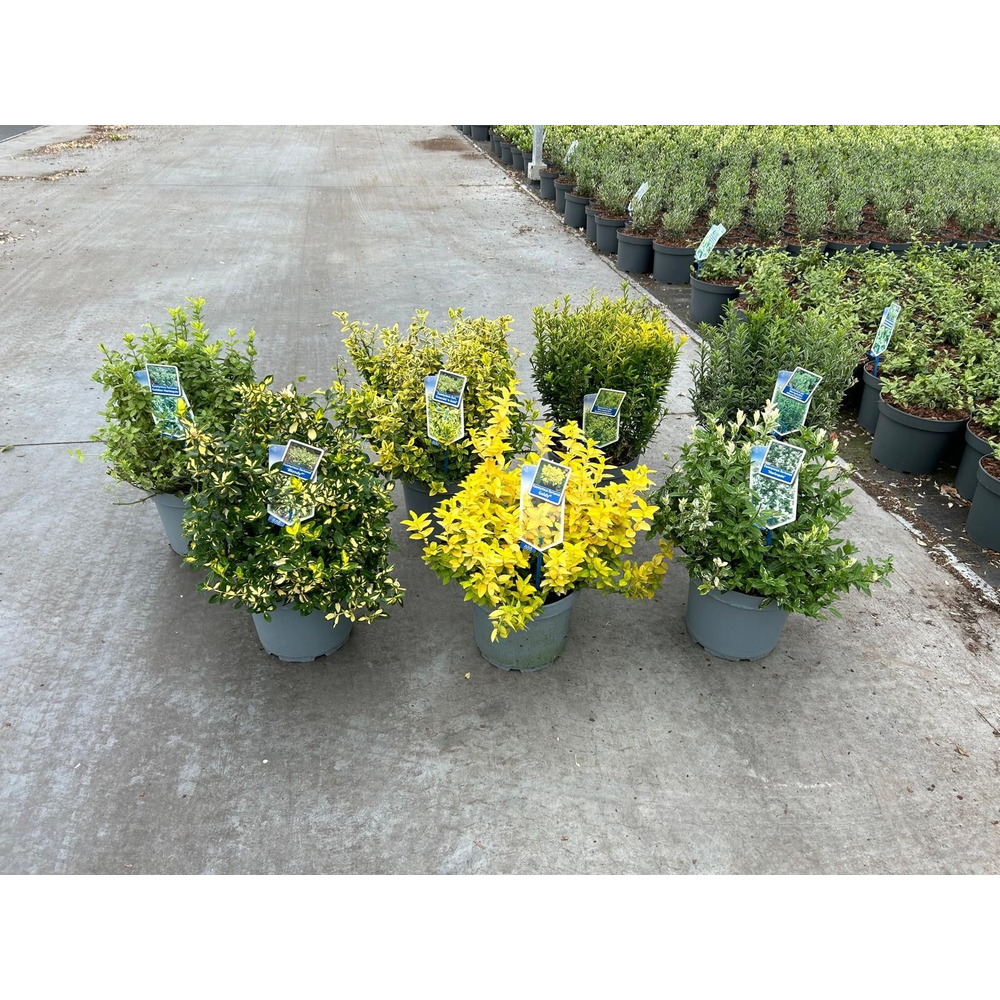 Euonymus jap. mix (minimum order one layer).