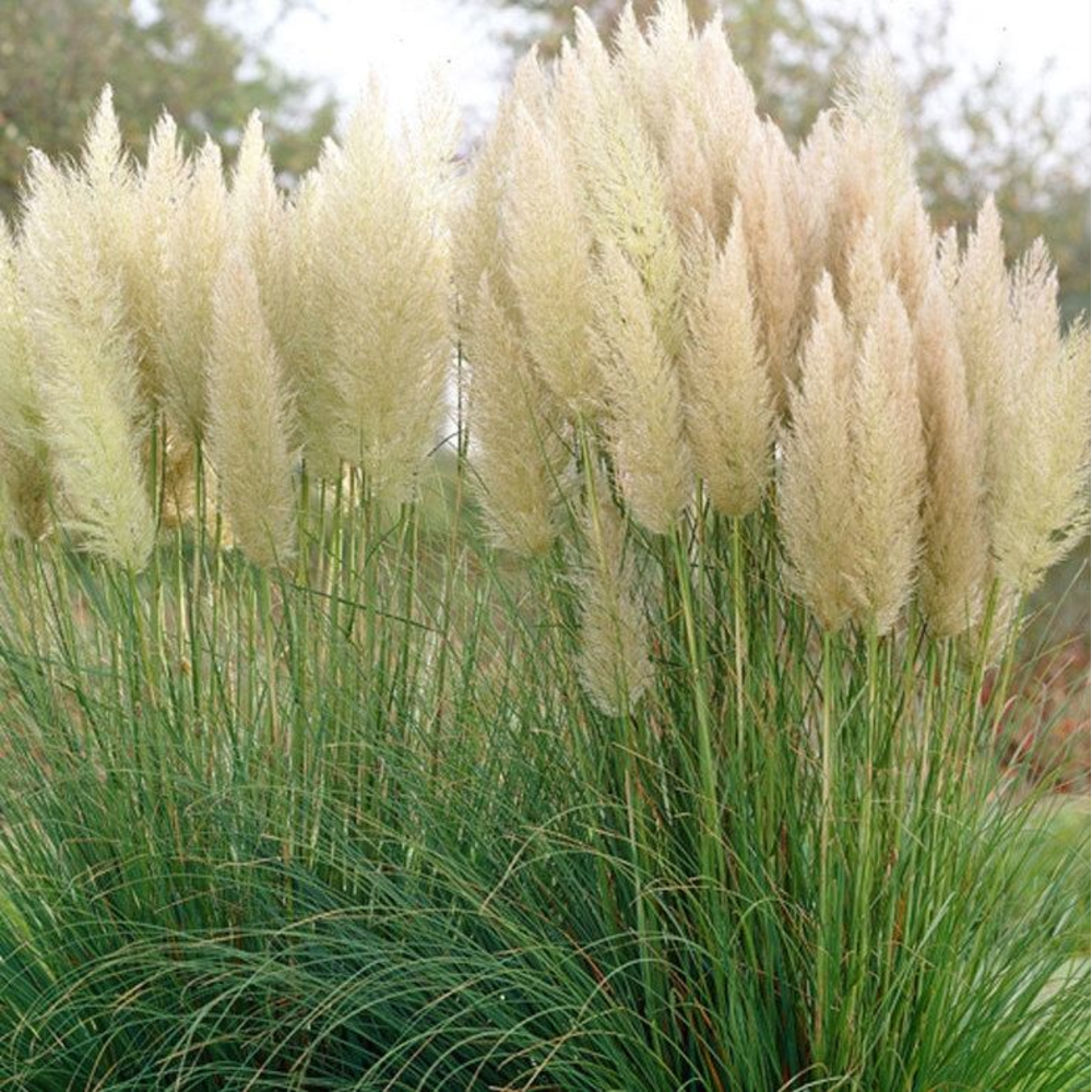 Cortaderia selloana 'Evita'.