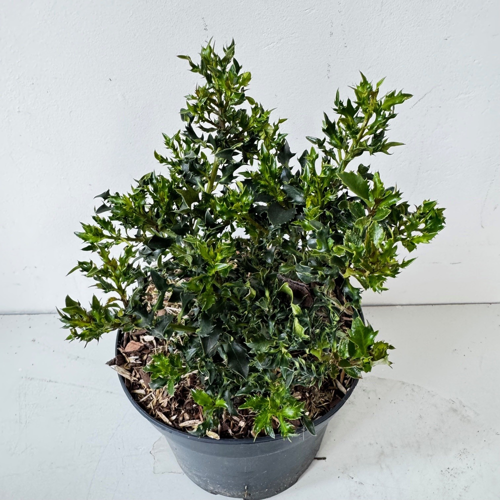 Ilex meserveae 'Horstmann Mini'.
