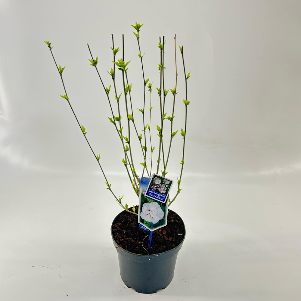 Hibiscus syr. 'China Chiffon'.