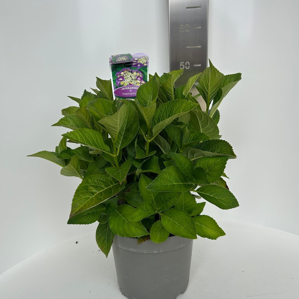Hydrangea macr. Paars (scherm).