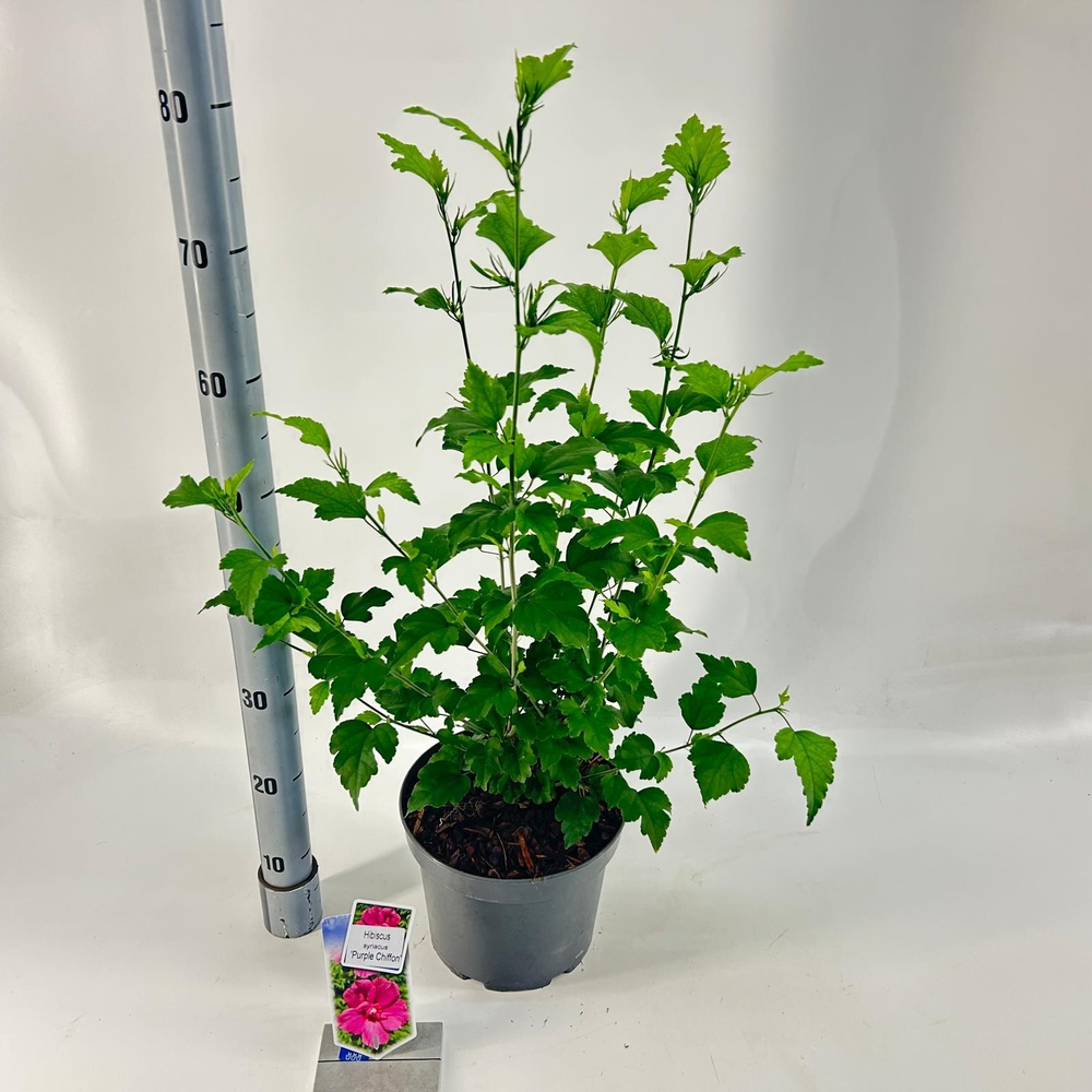 Hibiscus syr. 'Purple Chiffon'.