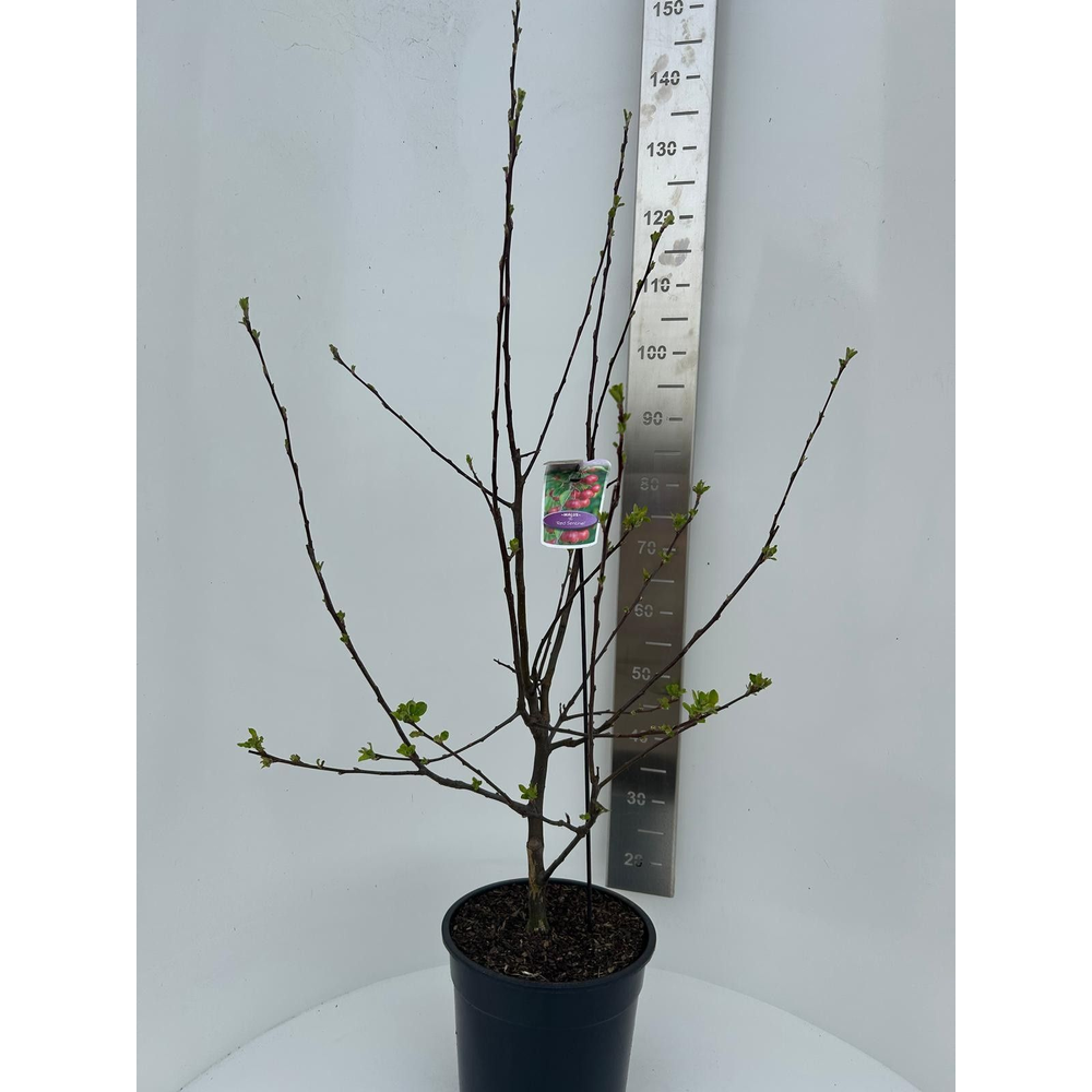 Malus 'Red Sentinel'.