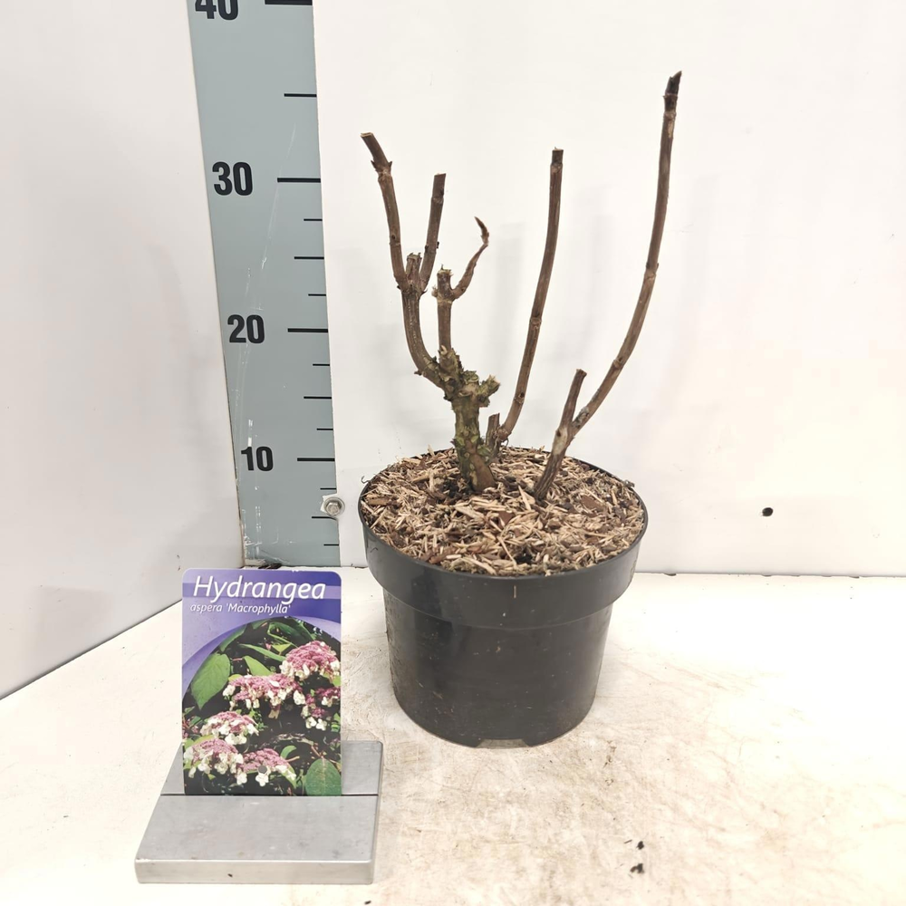 Hydrangea aspera 'Macrophylla'.