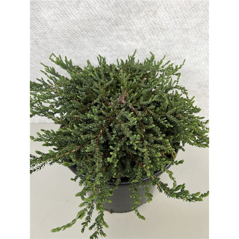 Juniperus comm. 'Hibernica Prostrata'.