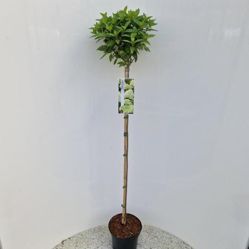 Hydrangea pan. ‘Limelight’® PBR -- stam 60 cm.