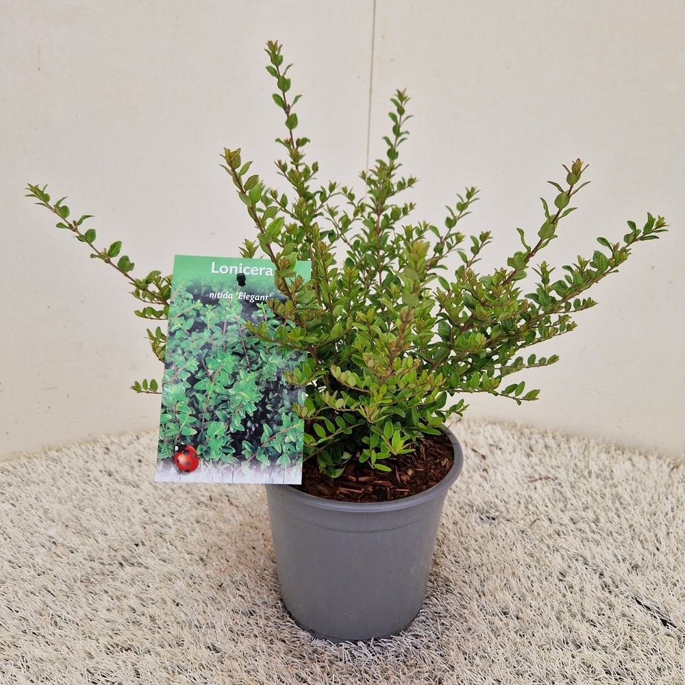 Lonicera nit. 'Elegant'.