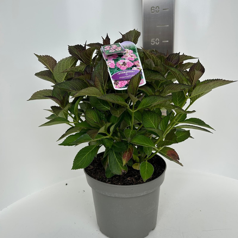 Hydrangea macr. Roze (scherm).