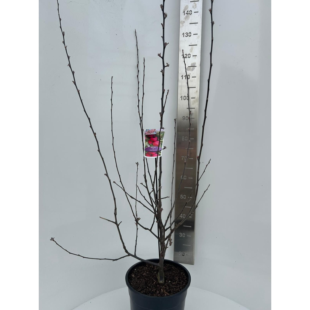 Malus transitoria Appletini.