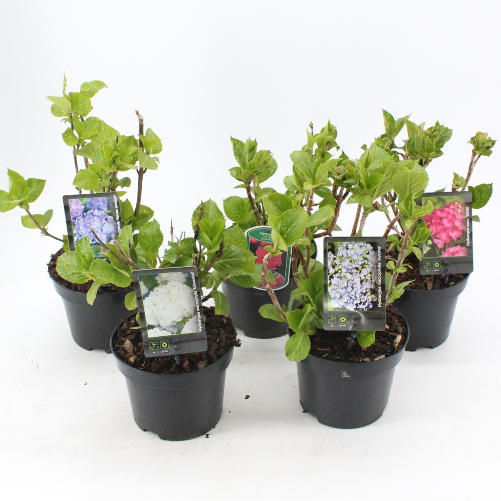Hydrangea macrophylla mix (minimum order one layer.