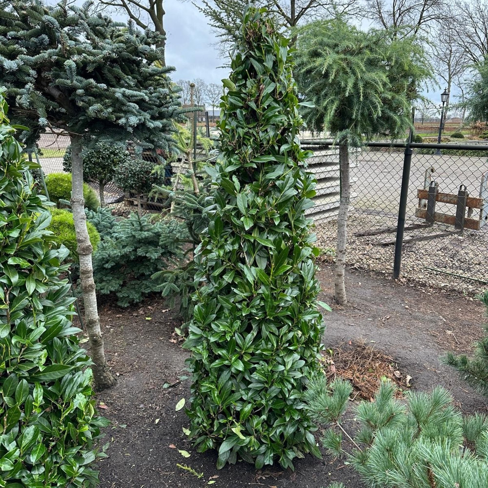 Prunus laur. 'Caucasica' --kegel.