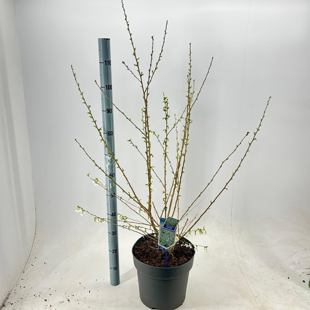 Prunus incisa 'Yamadei'.