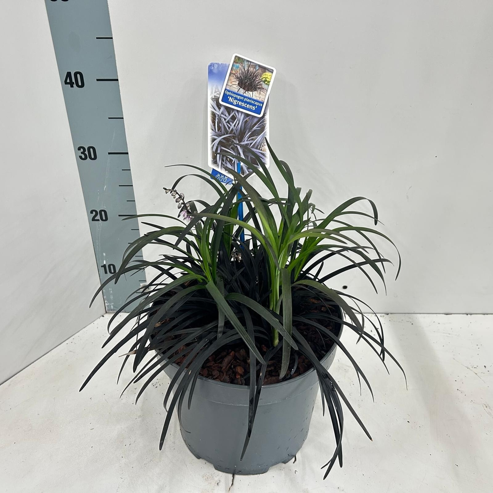 Ophiopogon plan. ‘Niger'.