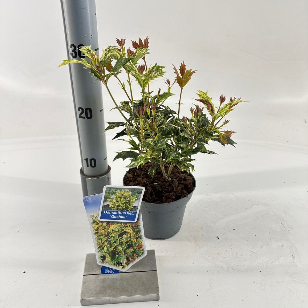 Osmanthus het. ‘Goshiki’.