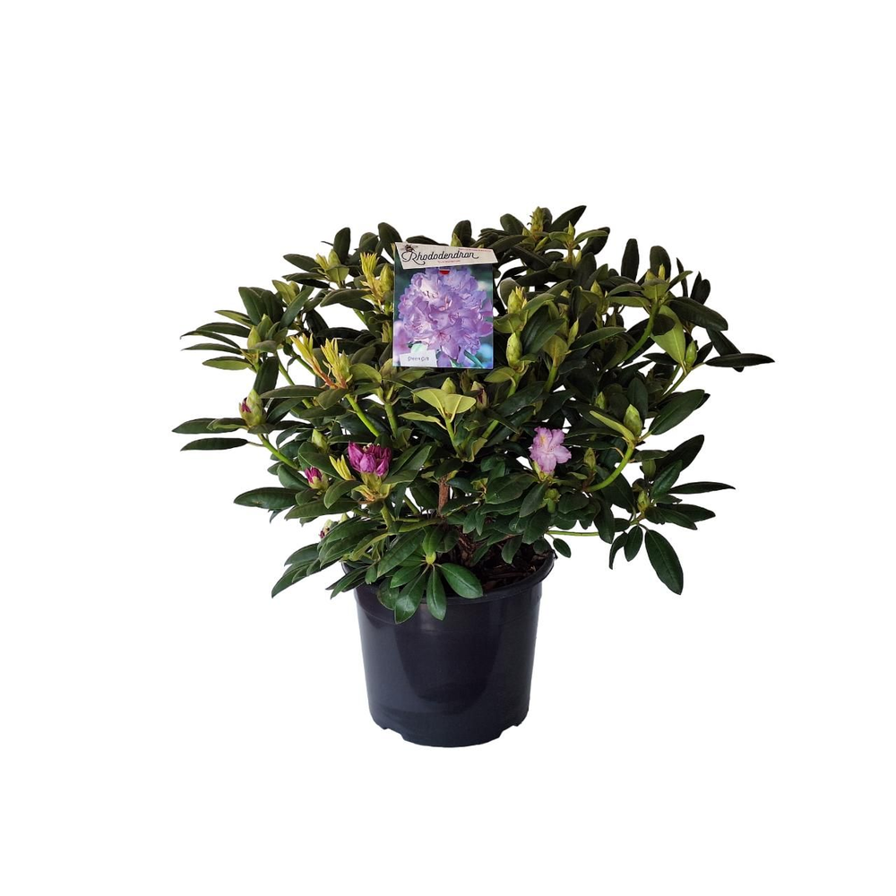 Rhododendron 'Everestianum'.