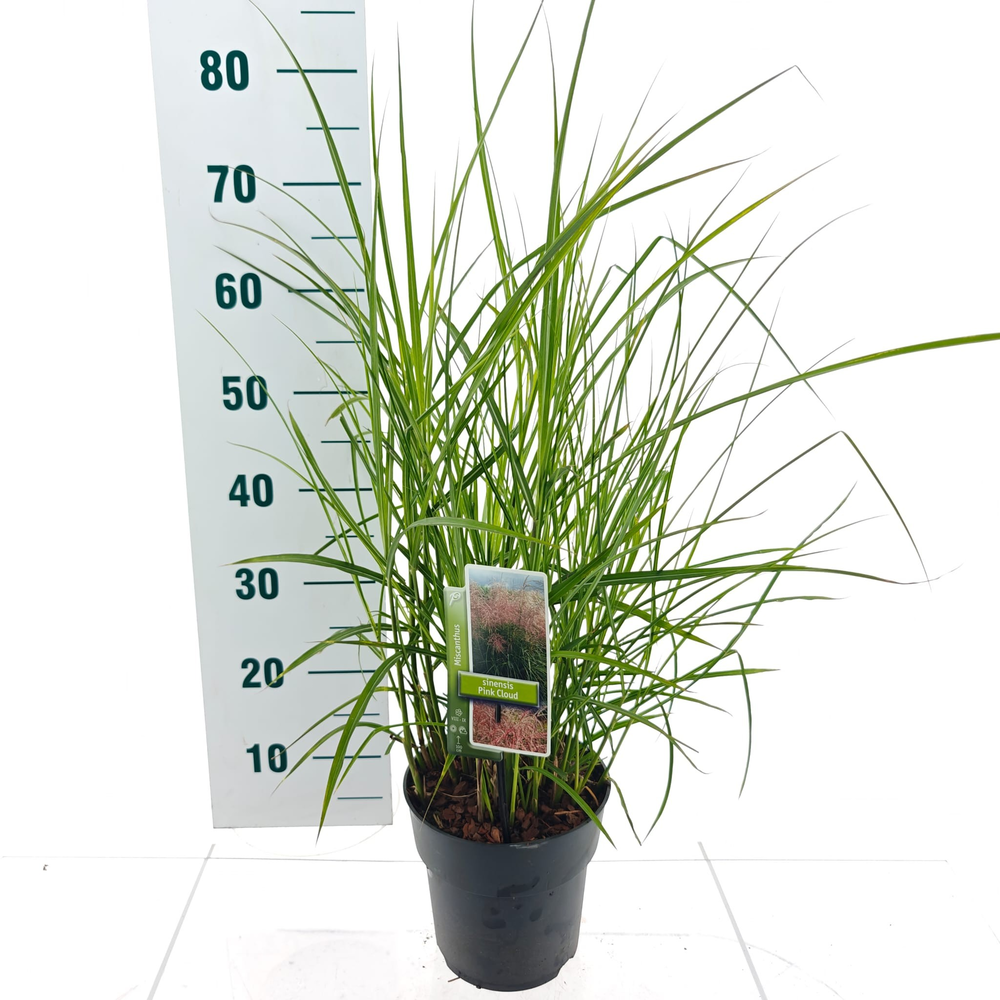 Miscanthus sin. 'Pink Cloud'.