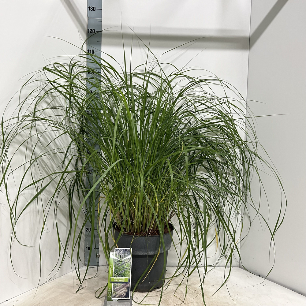 Pennisetum alopecuroides 'Black Beauty'.