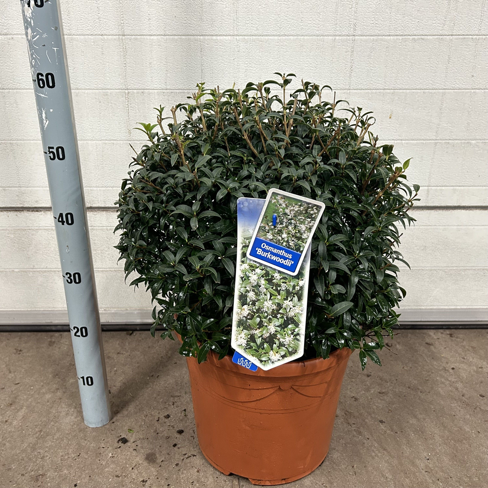 Osmanthus burkwoodii --bol/kogel 45 cm.