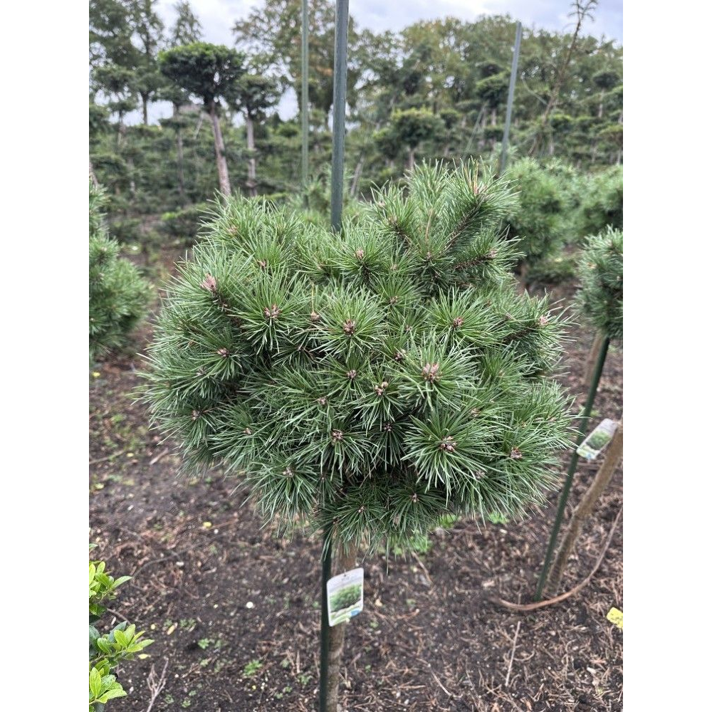 Pinus sylvestris ‘Sandringham’ --stam 85 cm bol 60.