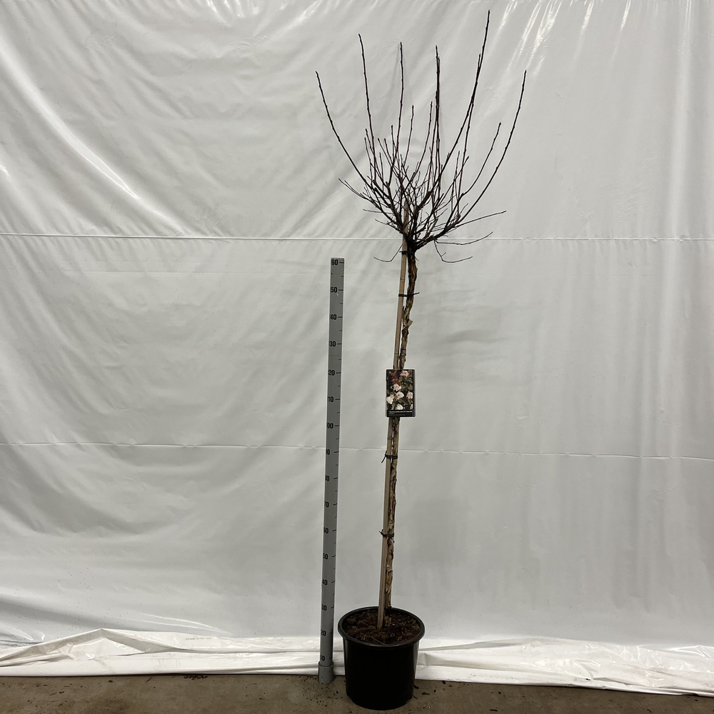 Physocarpus opulifolius Diable d'Or® ('Mindia'PBR).