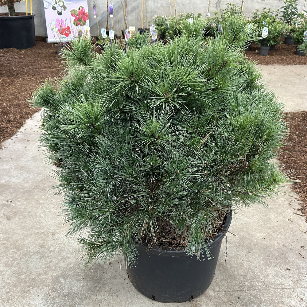 Pinus strobus 'Bergman's Mini'.