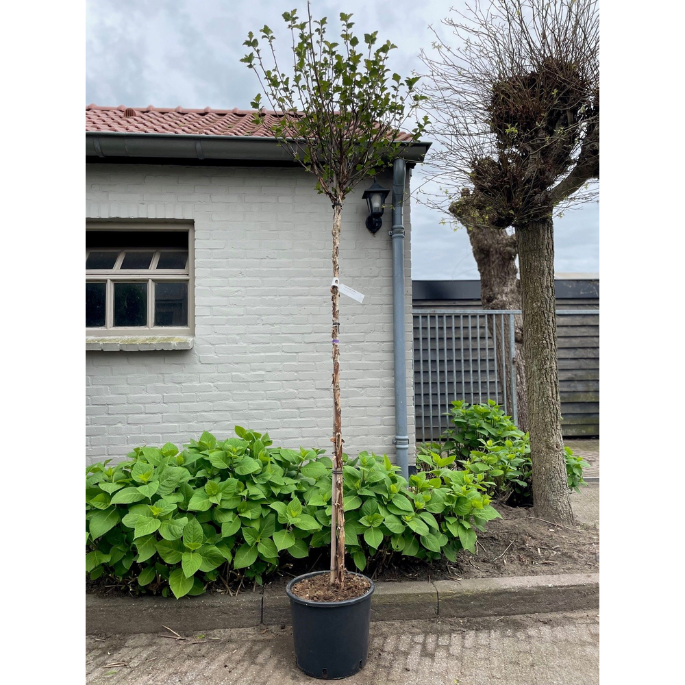 Physocarpus opulifolius 'Red Baron' -- stam 150 cm.