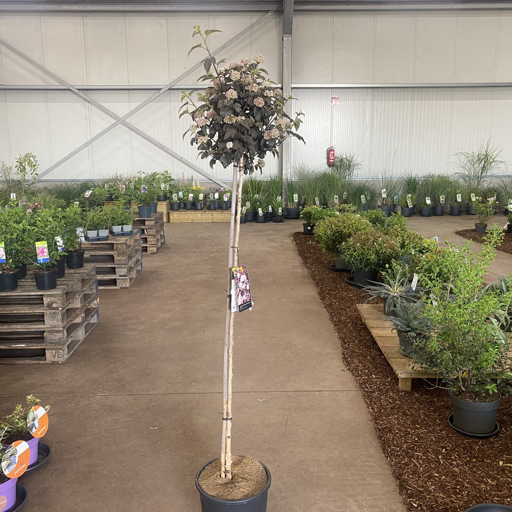 Physocarpus opulifolius Lady in Red ('Tuilad'PBR) .