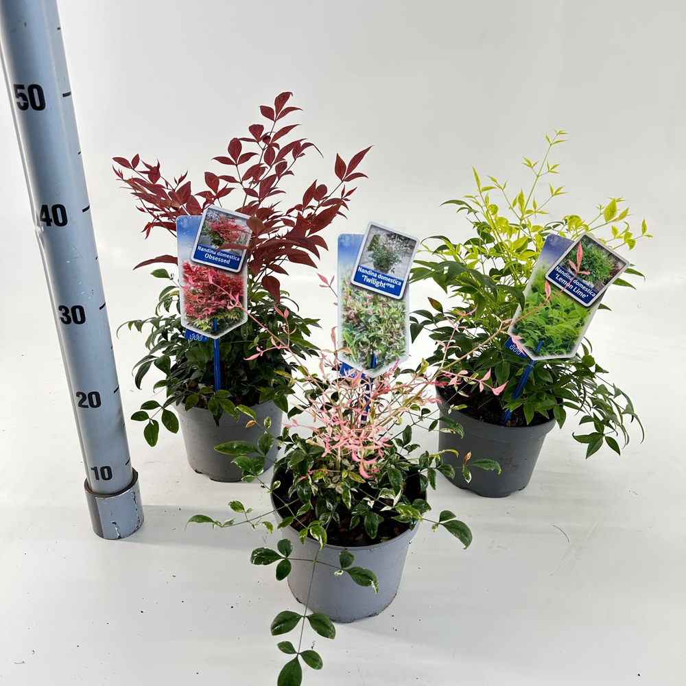 Nandina mix (minimum order one layer).