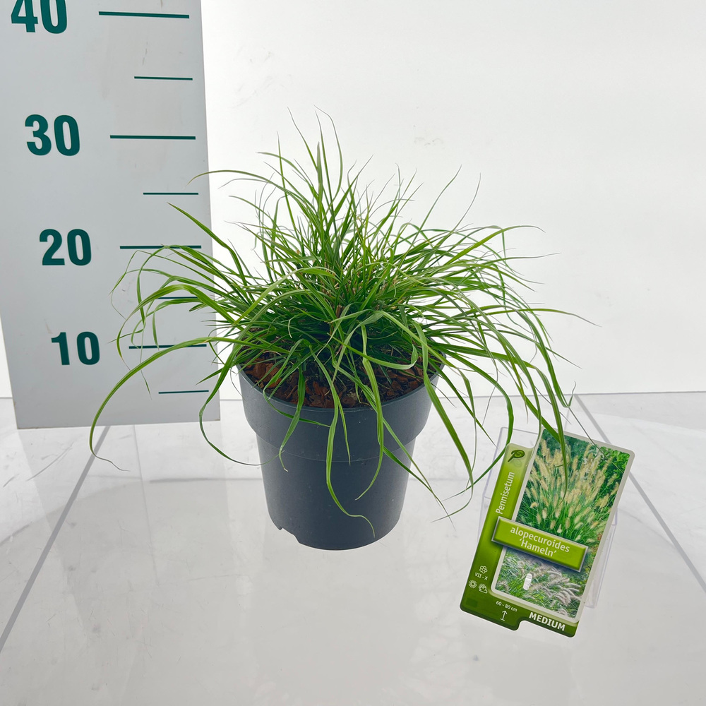 Pennisetum alopecuroides 'Hameln'.