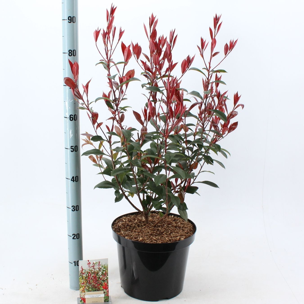 Photinia fraseri 'Carré Rouge'.