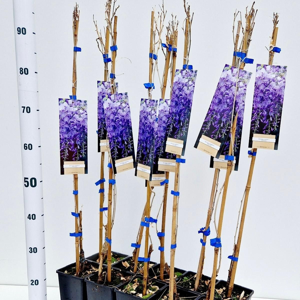 Wisteria sinensis 'Prolific'.