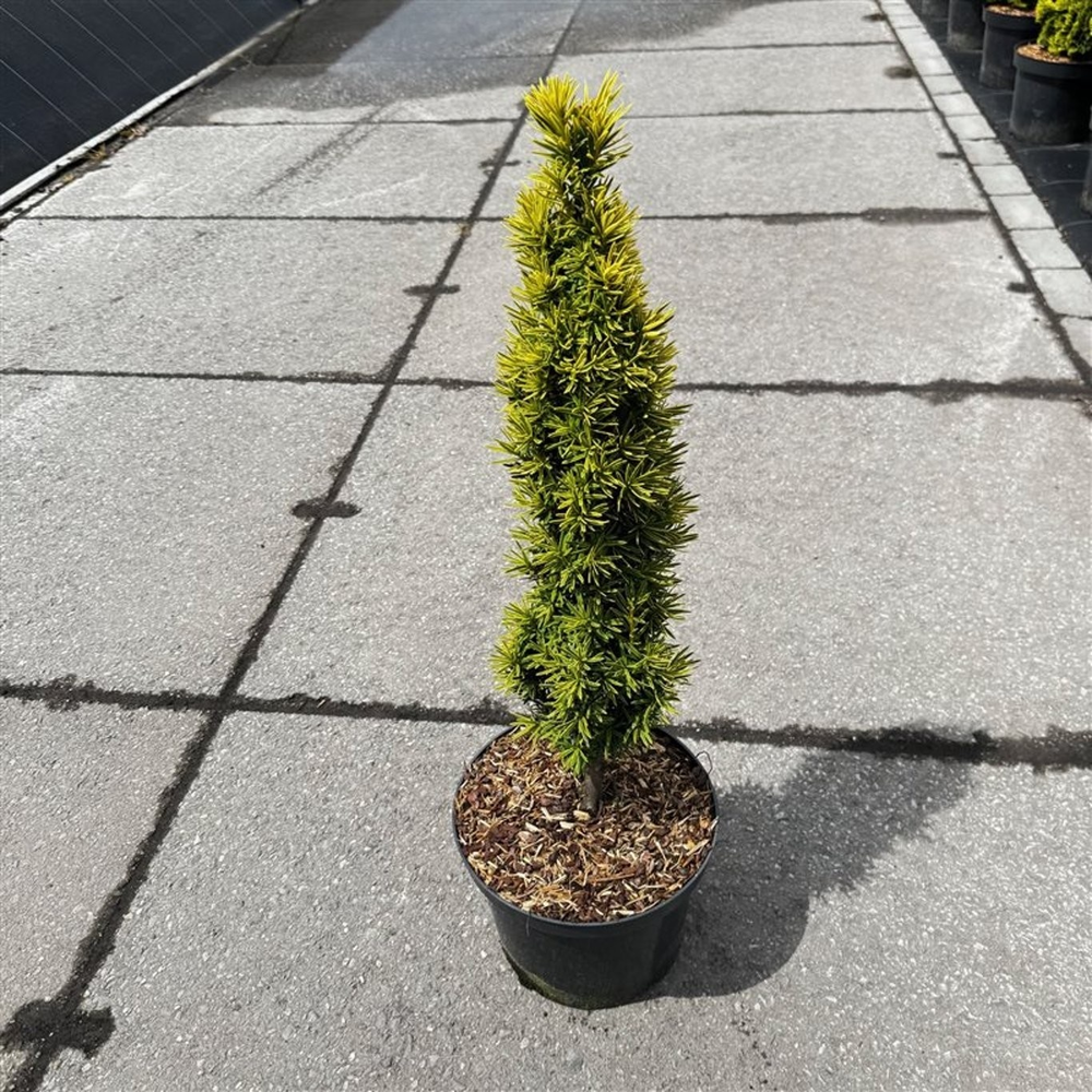 Taxus baccata 'Standisii'.