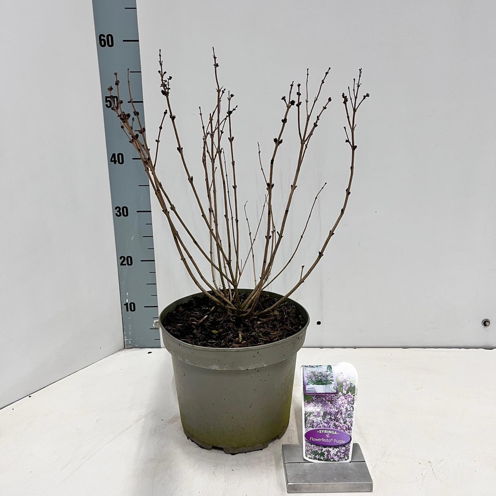 Syringa meyeri Flowerfesta® Purple ('Anny200809'PB.