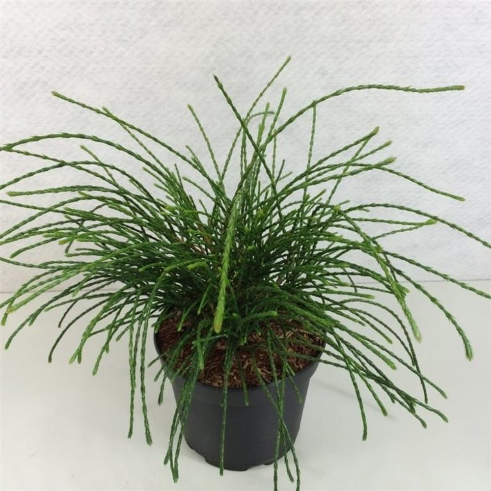 Thuja plic. 'Whipcord'.