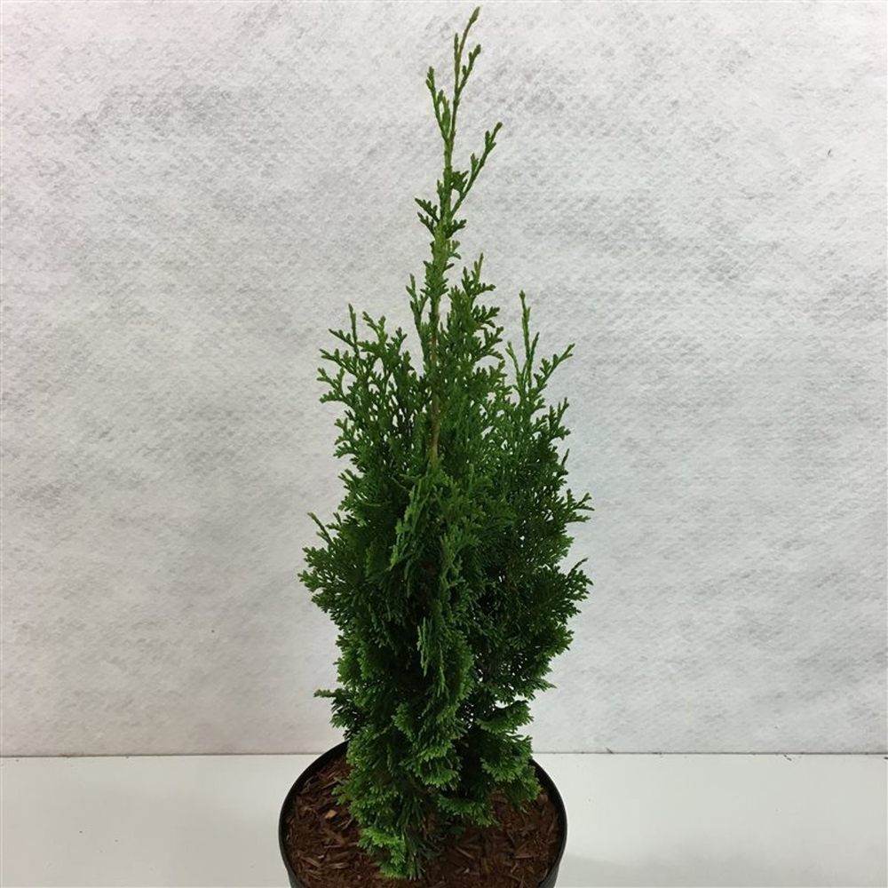 Thuja occ. 'Brobeck's Tower'.