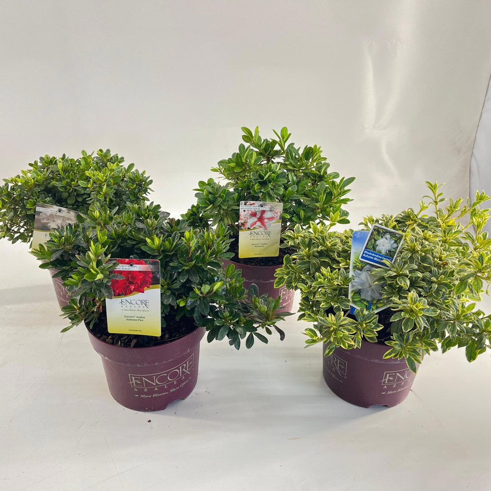 Rhododendron ENCORE® MIX P23.