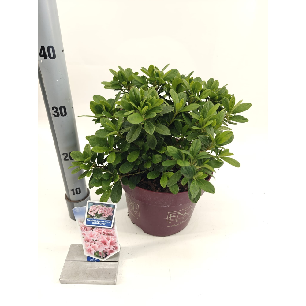 Rhododendron ENCORE® Sunburst ('Roblet'PBR).