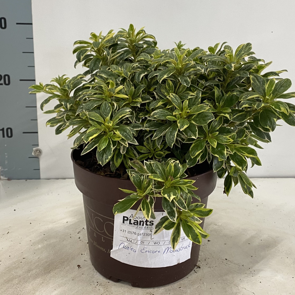 Rhododendron ENCORE® Autumn Moonstruck ('Roblezf'P.