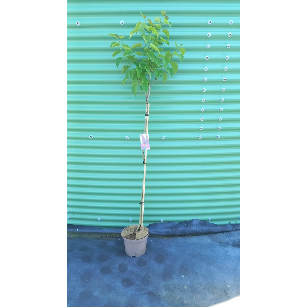 Syringa vulg. 'And. An Ludwig Spath' -- stam 100 c.