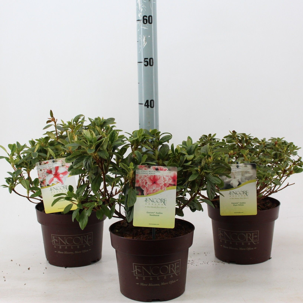 Rhododendron ENCORE® MIX P19.