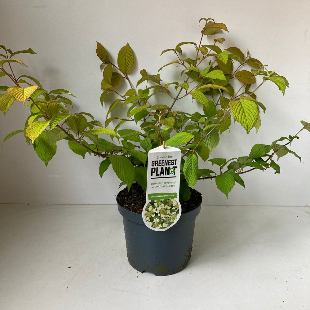 Viburnum plic. 'Cascade'.