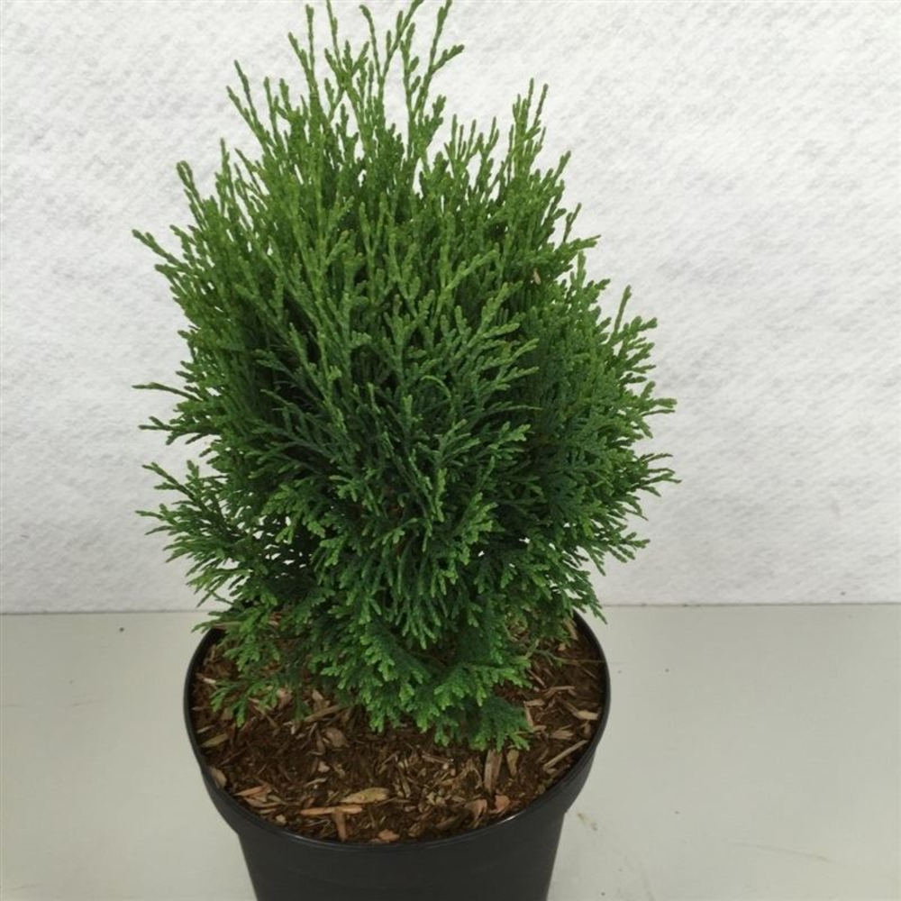 Thuja occ. 'Miky'.